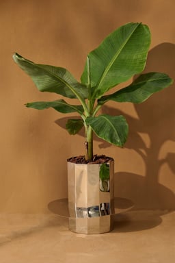 Fern Planter - Tall view