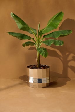 Fern Planter - Short view